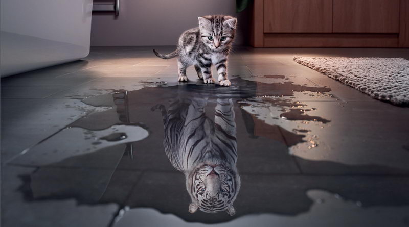 Кошеня і відображення тигра